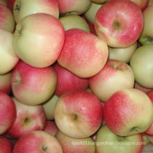 Exporting Selected Quality Fresh Red Gala Apple